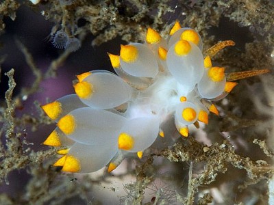 Eubranchus farrani