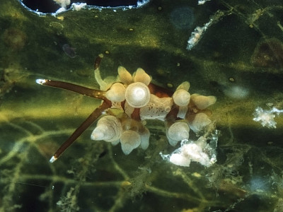 Eubranchus inabai