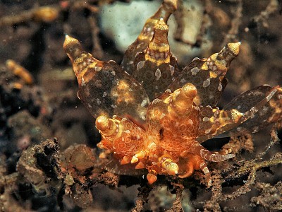 Eubranchus mandaparmensis