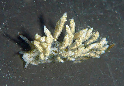 Eubranchus rustys