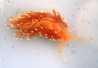 Facelina bostoiensis