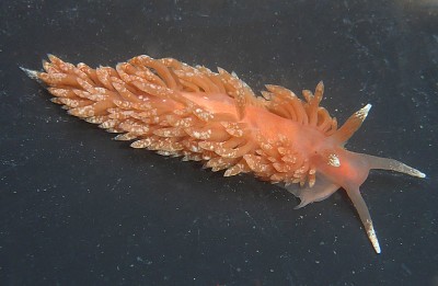 Aeolidiella chromosoma