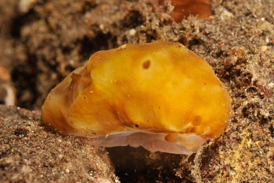 Actinocyclus verricosus