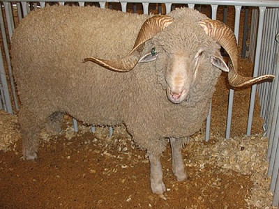 Rambouille merino