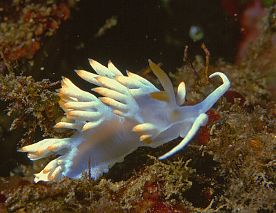 Flabellina babai