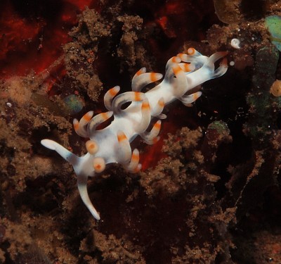 Flabellina bicolor