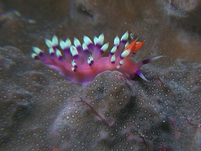 Flabellina exoptata