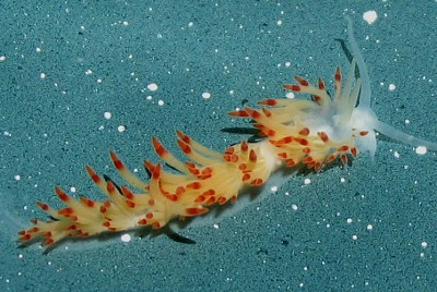 Flabellina goddardi