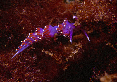 Flabellina ischitana