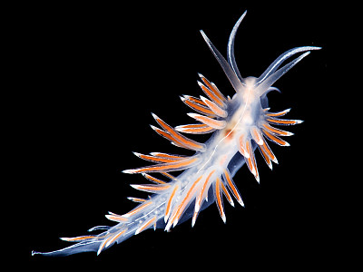 Flabellina lineata