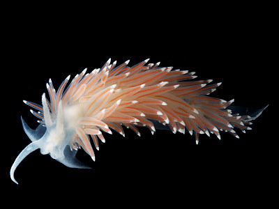 Flabellina nobilis