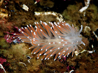 Flabellina pellucida