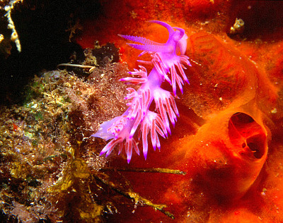 Flabellina rosa