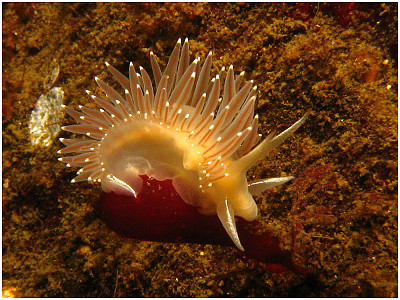 Flabellina trophina