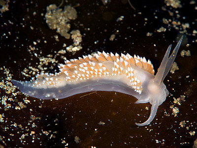 Flabellina verrucosa