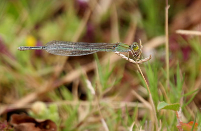 Pseudagrion rubriceps