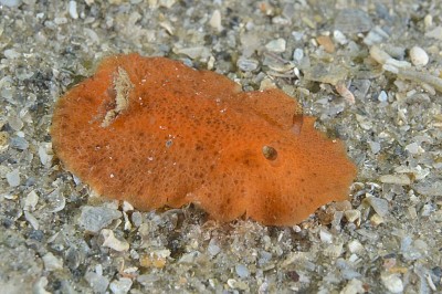 Geitodoris pusae