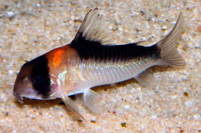 Corydoras adolfoi