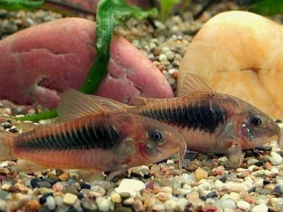 Corydoras aeneus