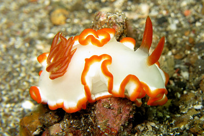 Glossodoris averni