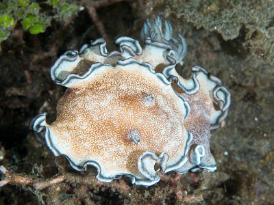 Glossodoris hikuerensis