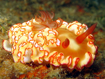 Glossodoris symmetricus