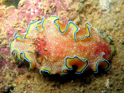 Glossodoris cincta