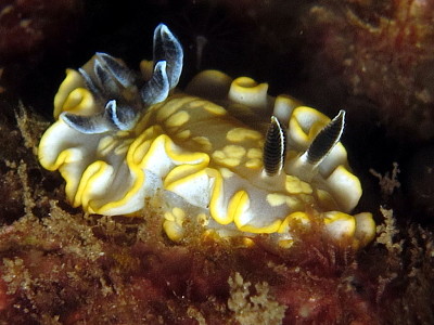 Glossidoris tomsmithi