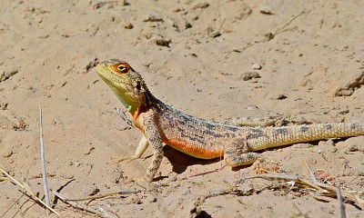 Agama aculeata