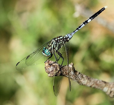 Orthetrum stemmale