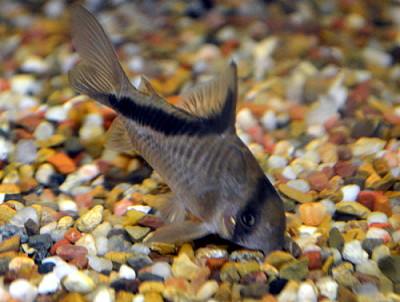 Corydoras melini