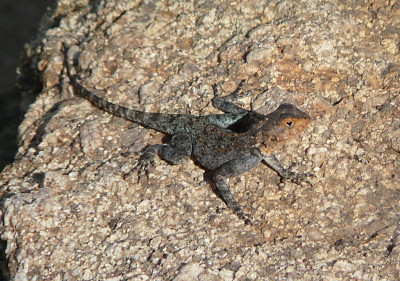 Agama kirkii