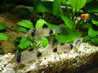 Corydoras panda