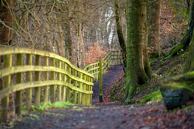 woodland fence