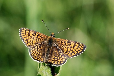 Melitaea cinxia