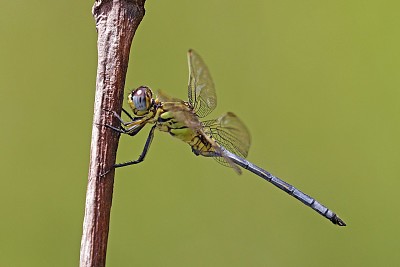 Orthetrum icteromelas