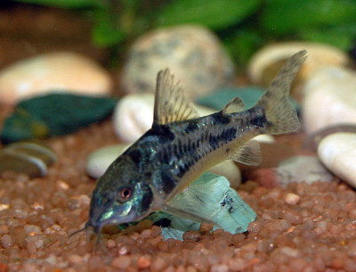 Corydoras paleatus