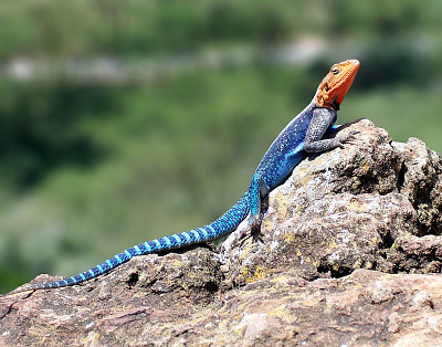 Agama lionotus