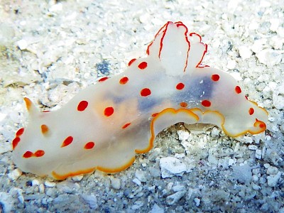 Gimnodoris ceylonica