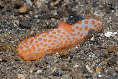 Gimnodoris rubropapulosa