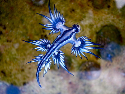 Glaucus atlanticus