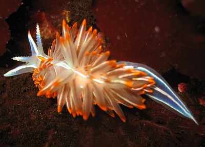 Hermissenda crassicornis