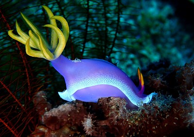 Hypselodoris bulllokii