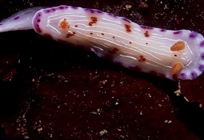 Hypsecolodoris capensis