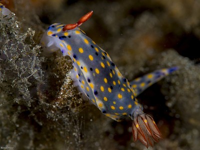 Hypselodoris confetti