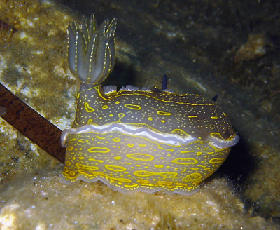 Hypselodoris elegans