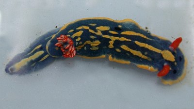 Hypselodoris festiva