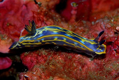 Hypselodoris fontandraui