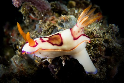 Hypselodoris iba