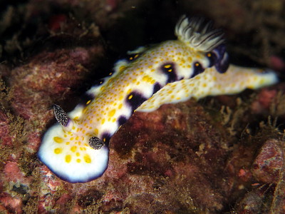 Hypselodoris imperialis